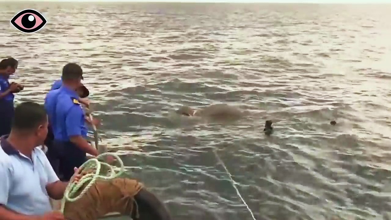Der Elefant ertrinkt auf offener See und kämpft um sein Leben - Dann kommt die Marine