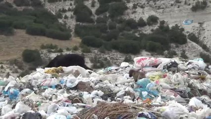 Burdur'da Sokak Hayvanları Beslendi