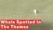 Rare Beluga Whale Spotted Swimming In The River Thames Near London