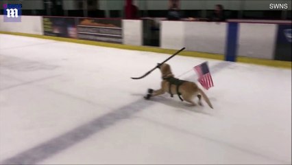Ce chien patine mieux que vous et la vidéo est franchement adorable