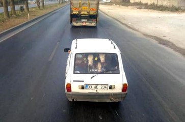 Beyaz Toros'un Arkasındaki Tosunları Gören Sürücü, Telefona Sarıldı
