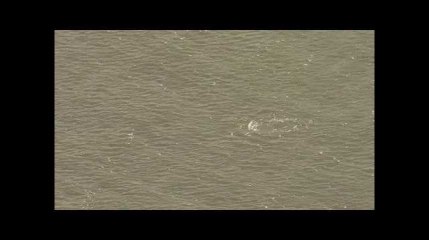 Un béluga perdu dans la Tamise