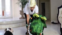 My Pets Try On Halloween Costumes From EBay and Amazon