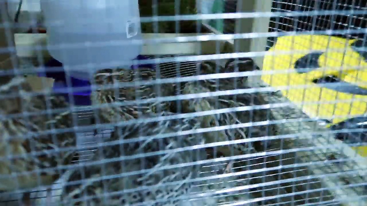 MY QUAILS LAID THEIR FIRST EGG & I GOT A NEW PET