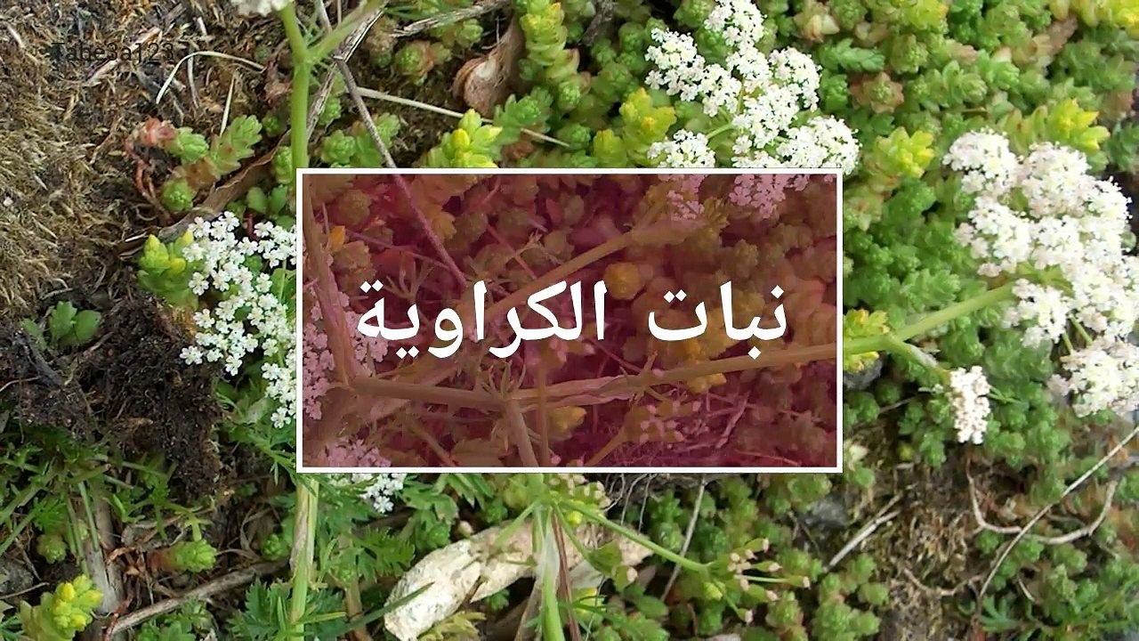 نبات الكراوية من الزراعة و حتى الحصاد