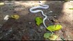 Rare albino snake swallows another snake alive