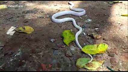 Rare albino snake swallows another snake alive