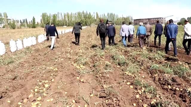 Sivas'ta Yemeklik Patateste 60 Bin Ton Rekolte Bekleniyor