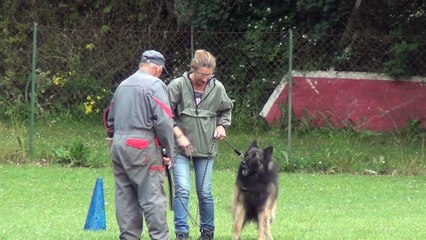 JUST A BELIEBER des canis du Brabant - RCI/IPO