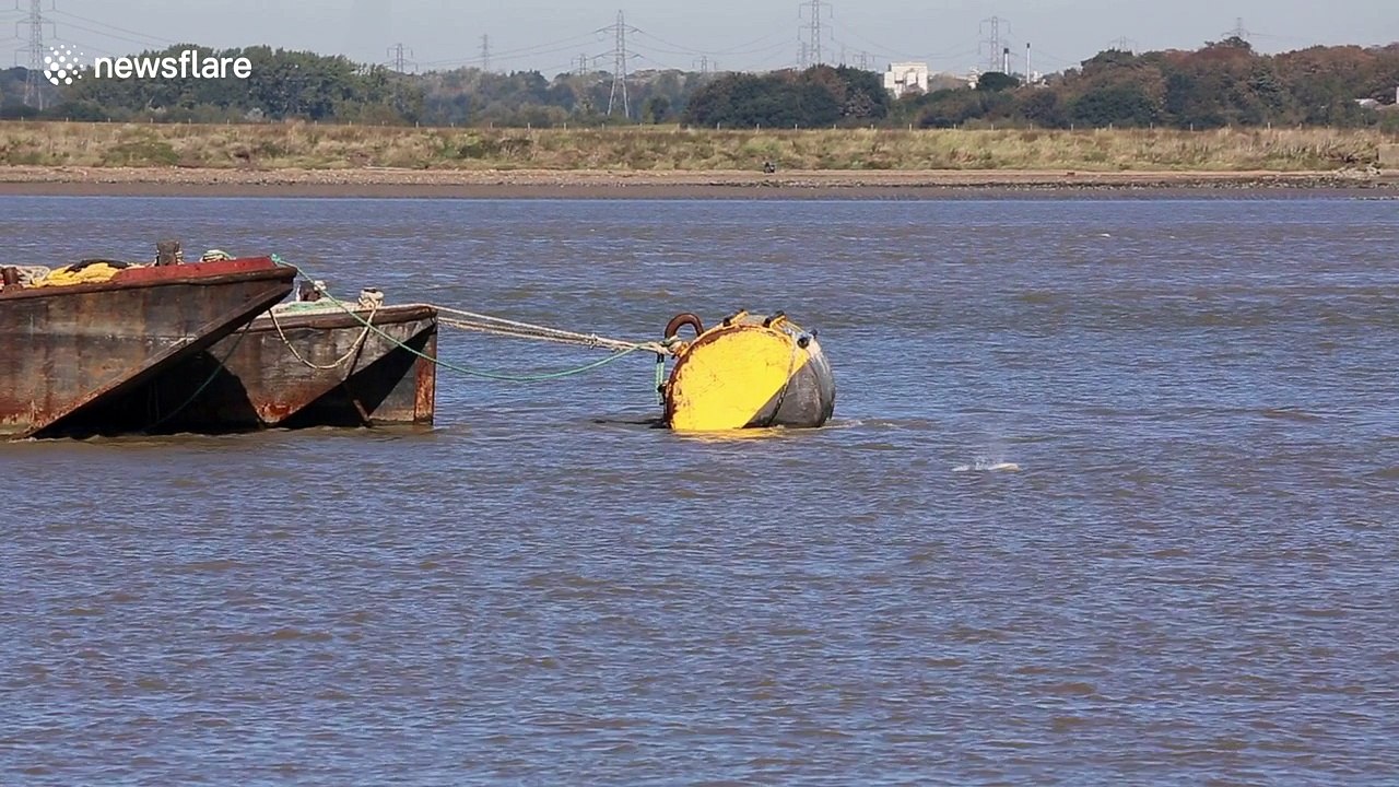 Rare beluga whale spotted swimming in the River Thames