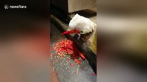 This parrot loves eating red hot chili peppers