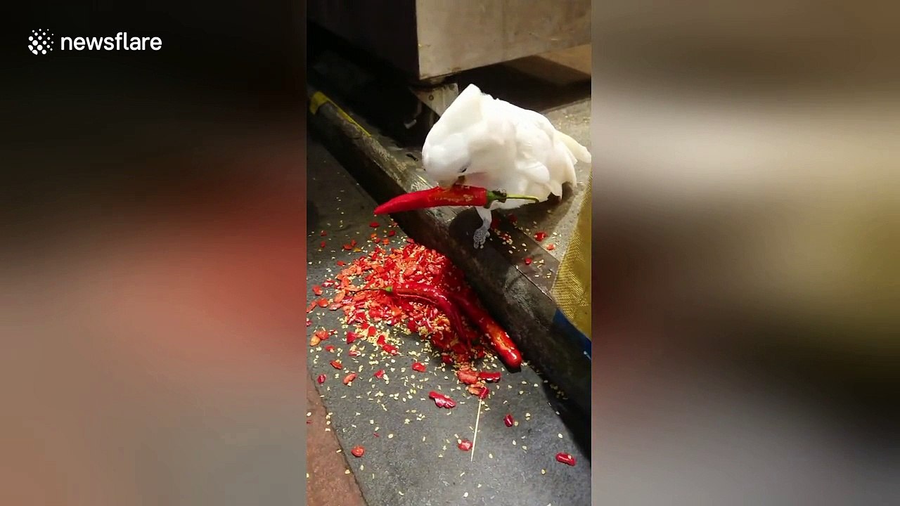This parrot loves eating red hot chili peppers