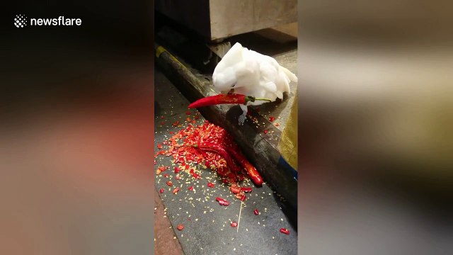 This parrot loves eating red hot chili peppers