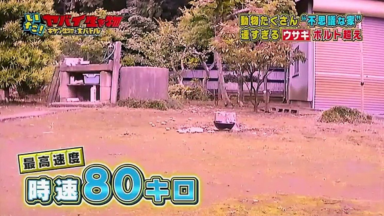 いた！ヤバイ生き物 2018年09月26日キケン生物と大バトル【声優】松本梨香 関智一 中尾隆聖 他  part1
