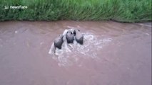 Wild Asian elephants rescue calf washed away in river