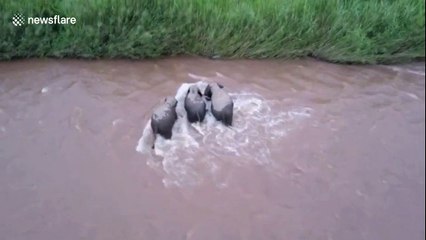 Wild Asian elephants rescue calf washed away in river