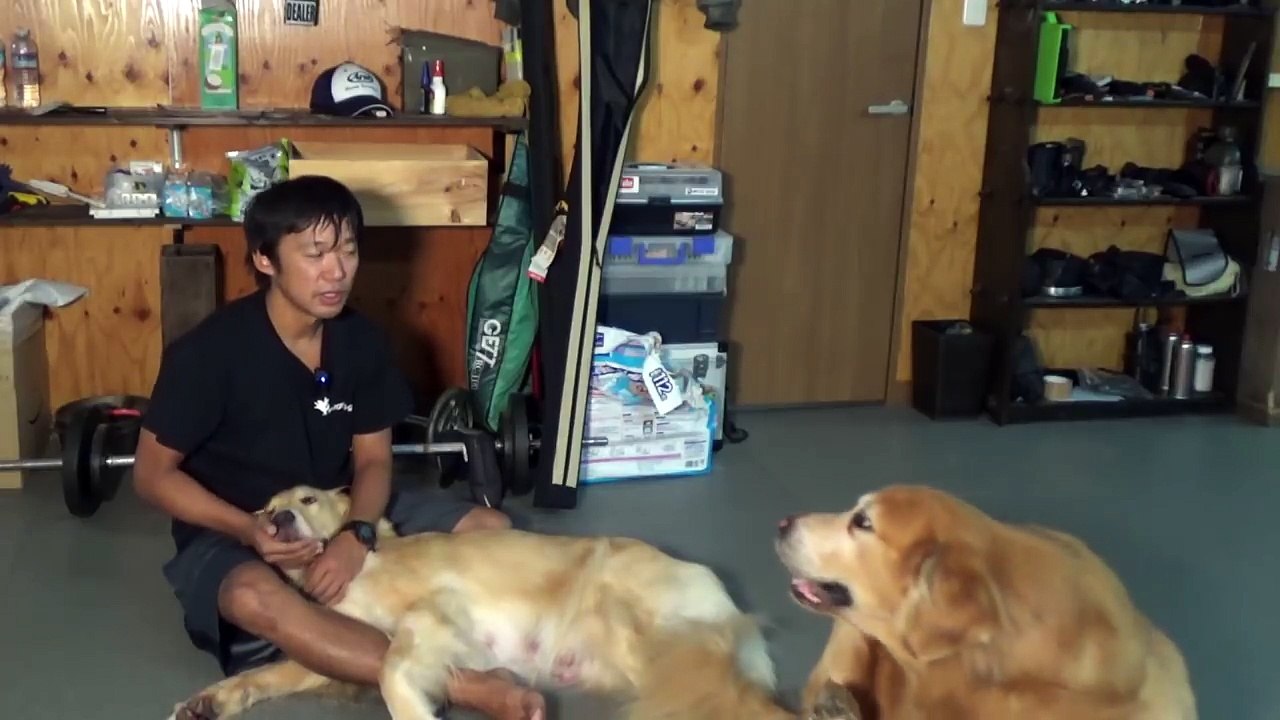 ゴールデンレトリバーを飼育するのはお金がどのくらかかるかざっくり