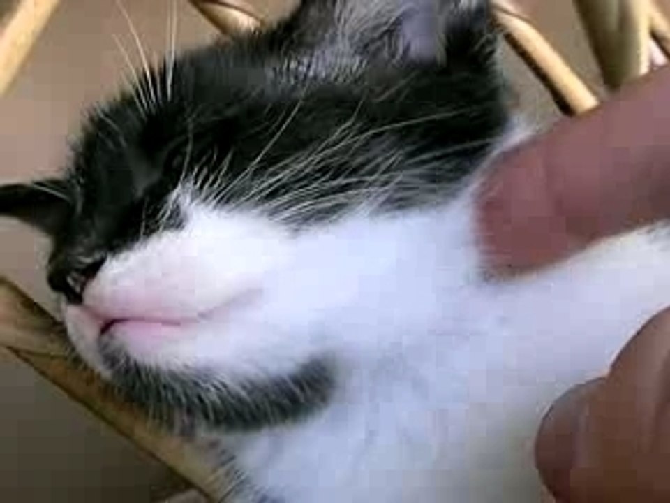 CUTE CAT MADE IN TAHITI
