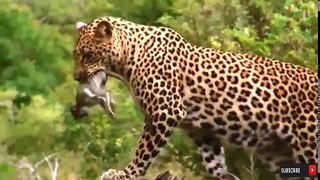 The Best Of Wild Animal Attacks 2018 Leopard vs Poor Baby Monkey, Hippo vs Crocodile Elephant Lion