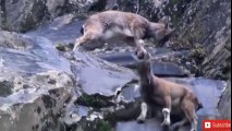 Mountain Goat Try To Escape From Snow Leopard But Failed! Wild Discovery Animals