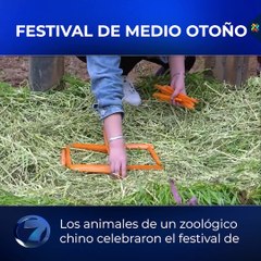 Festival de medio otoño