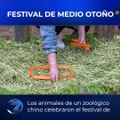 Festival de medio otoño
