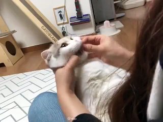 Как правильно давать кошкам таблетки