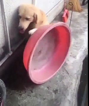 Водные процедуры золотистого ретривера