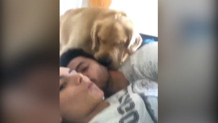 Perro meloso también quiso darle besos a su dueño al mismo tiempo que su novia