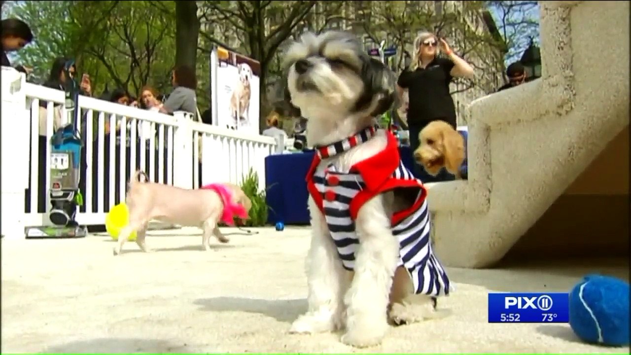 Bill Would Require NYC Pet Stores to Only Sell Shelter Animals