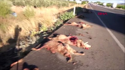 İzmir Yolcu Otobüsü Sürüye Daldı, Çoğu Gebe 65 Koyun Telef Oldu