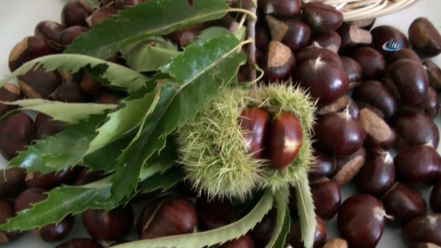 Aydın’da sezonun ilk kestanesi borsaya teslim edildi