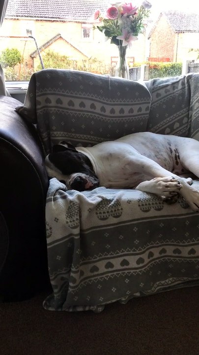 Dog Dreaming