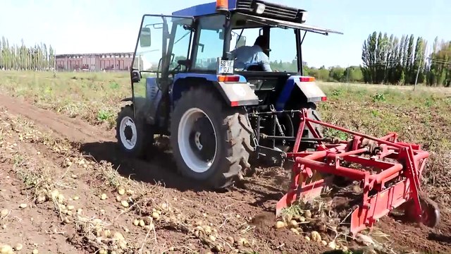 Sivas'ta yemeklik patateste 60 bin ton rekolte bekleniyor