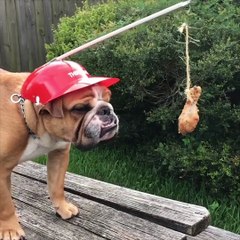 Dog refuses to eat chicken