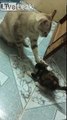 Bouge Pas ! Ce chat dresse un chaton la patte sur sa tête !