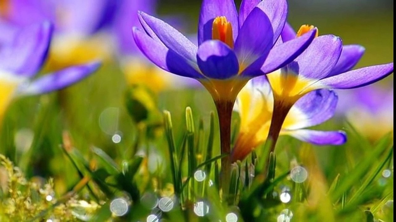 Nerdesin Nerde -  Super Yorum!!!  -2017