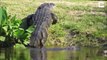 Ces touristes aperçoivent un alligator immense en Floride