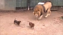 Un gros lion joue avec 2 petits teckels... Adorable