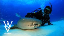 Un requin curieux vient demander des calins à un plongeur