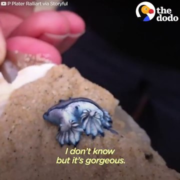 Cette créature marine est mystérieuse et magnifique : limace de mer