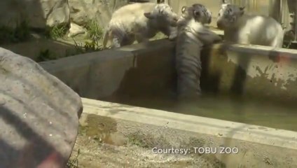 Download Video: Solidarité entre bébés tigres blancs qui viennent aider leur frère