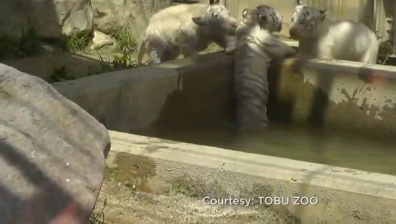 Solidarité entre bébés tigres blancs qui viennent aider leur frère