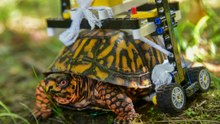 Injured Turtle Recovering With His Awesome LEGO Wheelchair