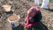 Sivas'ta 60 bin ton patates hasadı bekleniyor