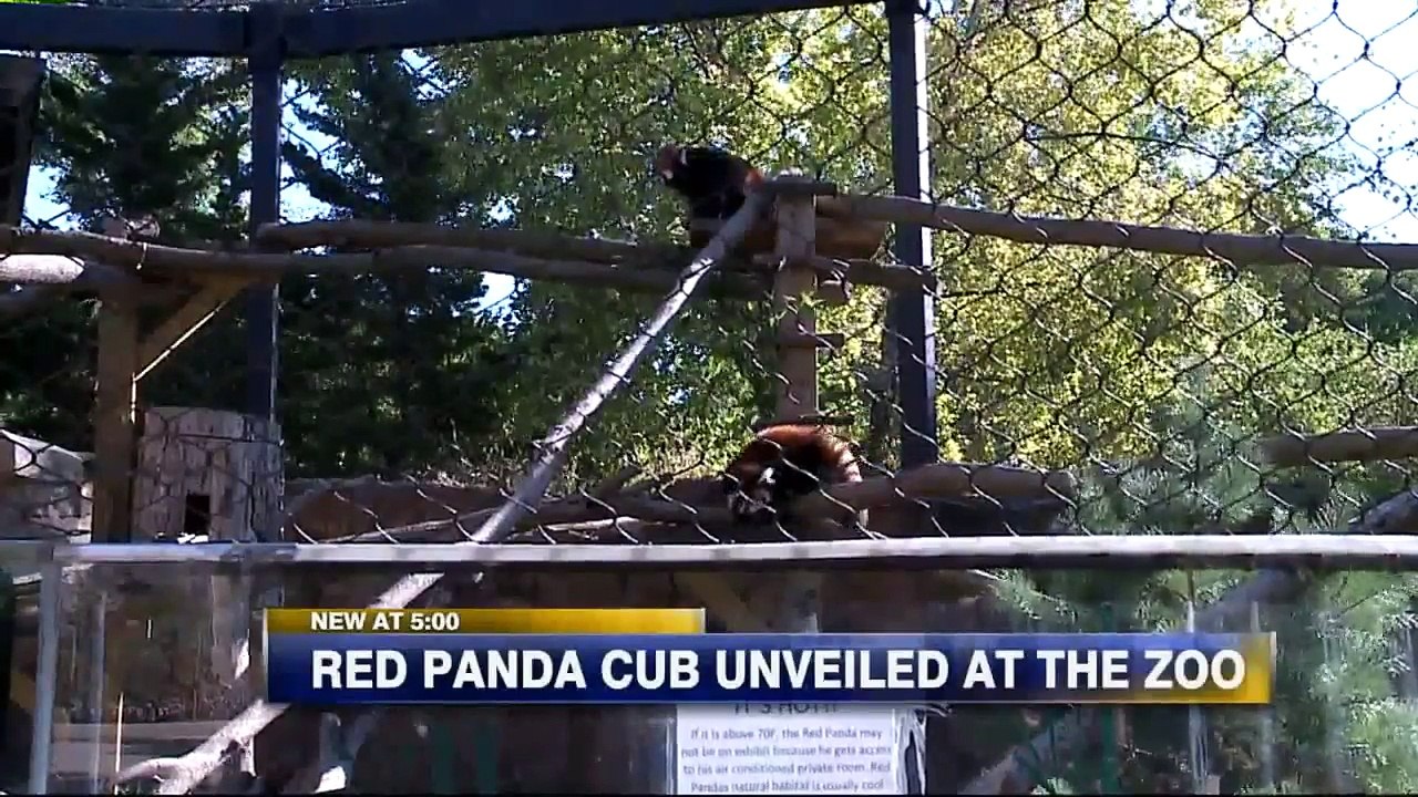 Red Panda Baby Makes Debut at Milwaukee County Zoo