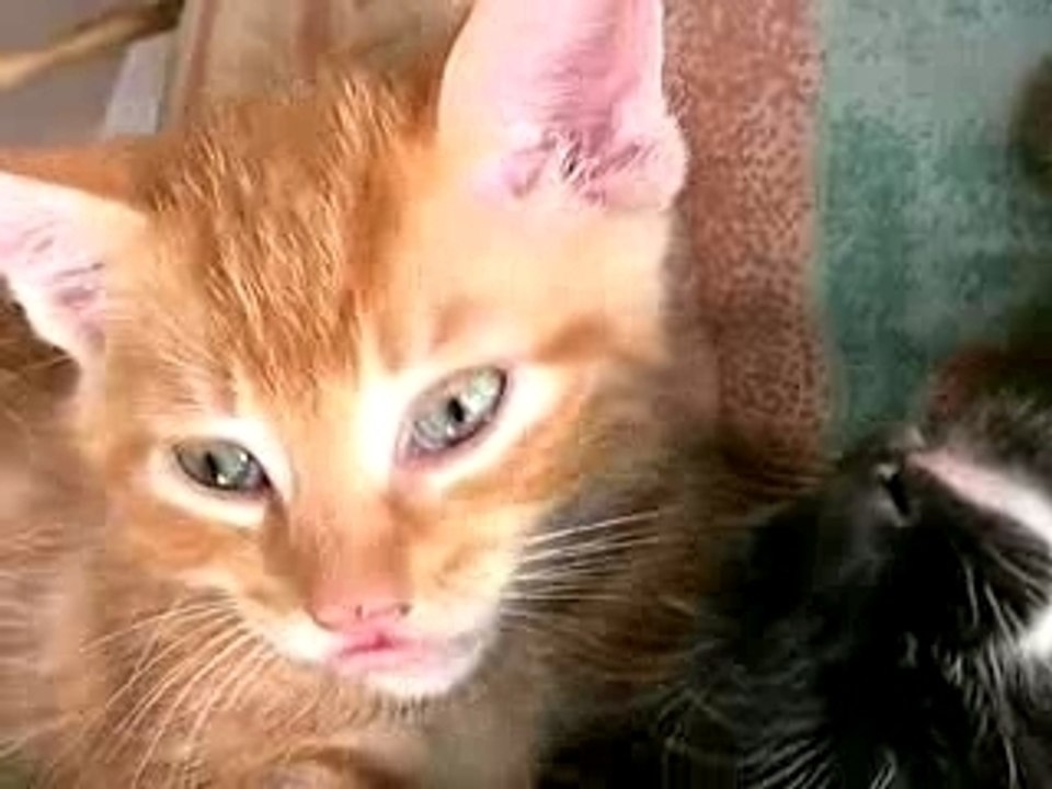 CHAT ALORS