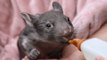 Baby Wombat Gets Her Bottle From Australian Reptile Park Keeper