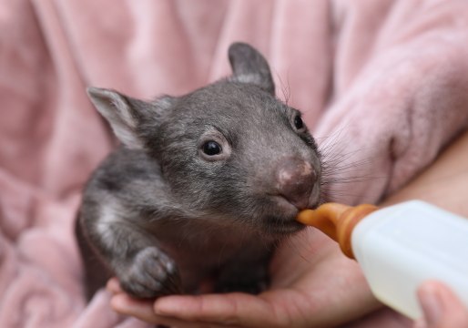 Baby Wombat Gets Her Bottle From Australian Reptile Park Keeper