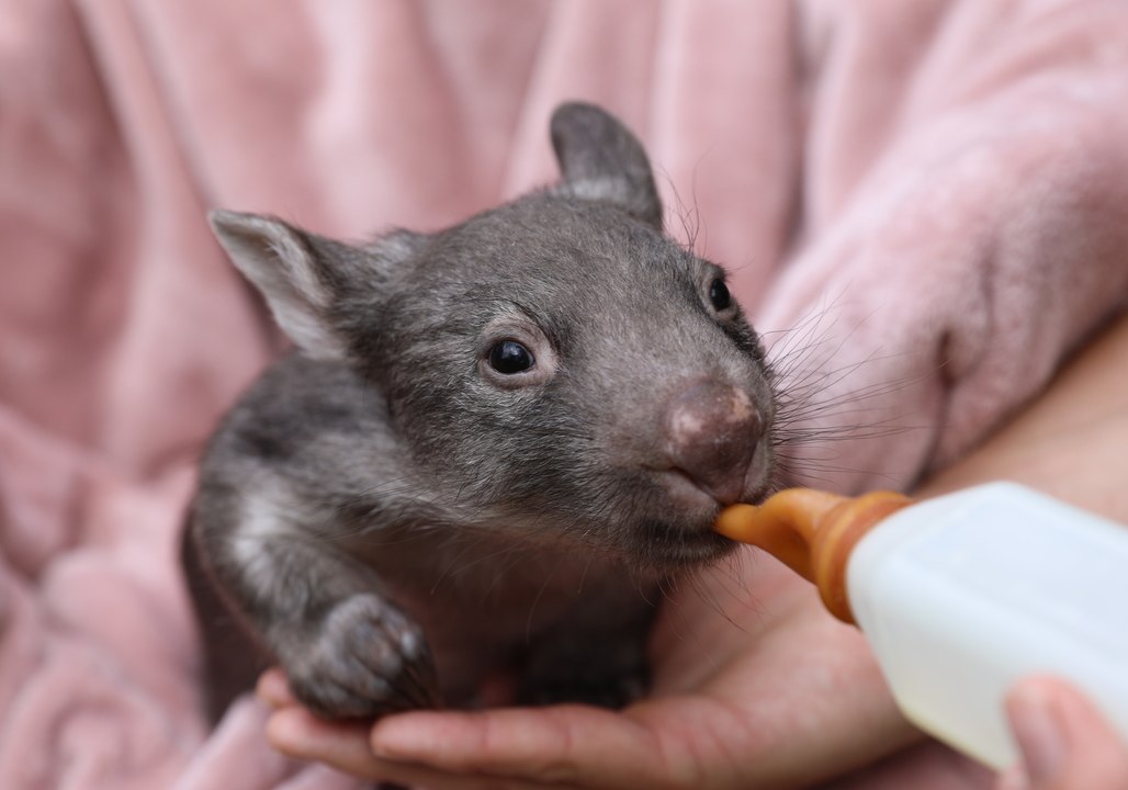Baby Wombat Gets Her Bottle From Australian Reptile Park Keeper